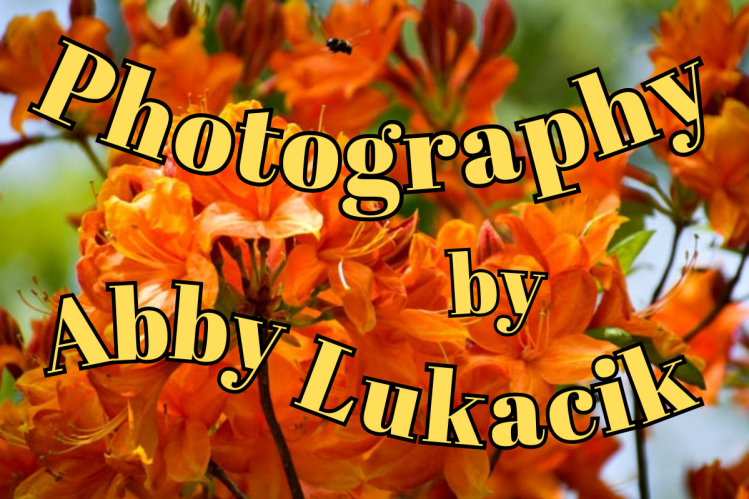 Photography by Abby&nbsp;Lukacik